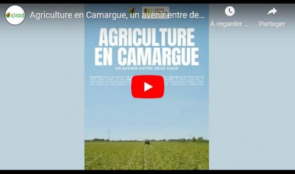 Agriculture en camargue, un avenir entre deux eaux